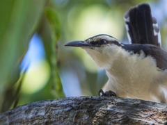 Campylorhynchus griseus