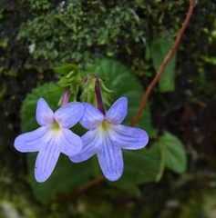 Streptocarpus polyanthus