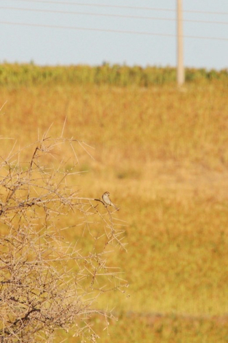 Red-backed Shrike