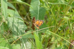 Phyciodes cocyta