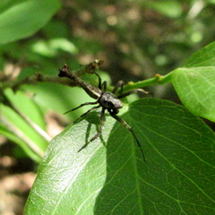 Paraverrucosa neglecta