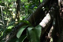 Streptocarpus candidus