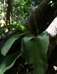 Streptocarpus candidus
