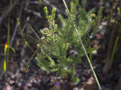 Ceratogomphus pictus