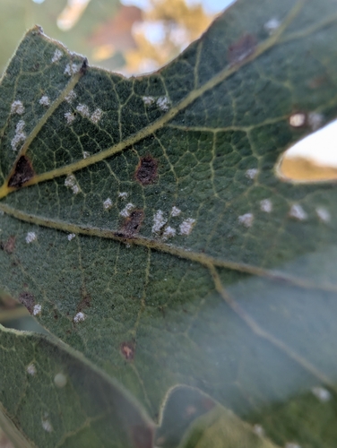 iNaturalist observation photo of Microstroma album