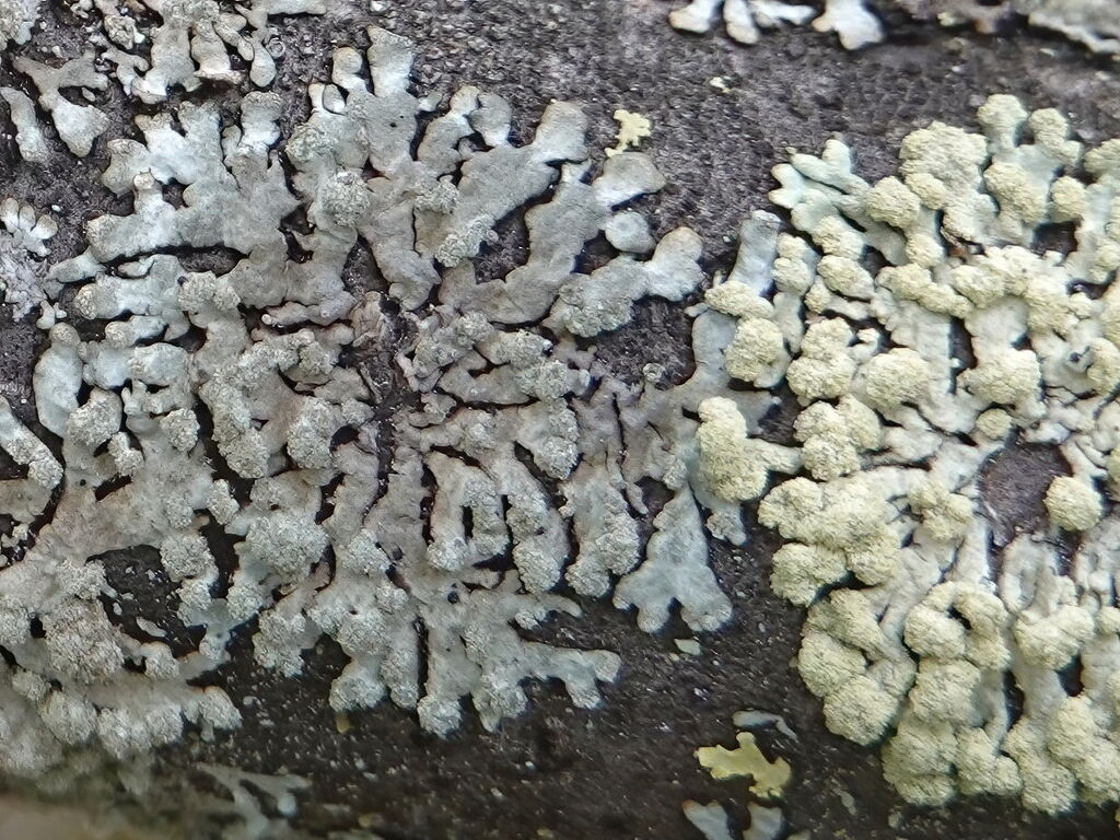 Gray Starburst Lichen