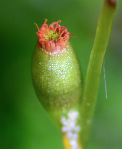 Fissidens bryoides