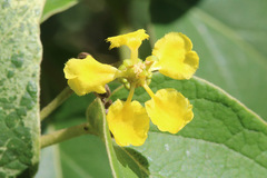 Stigmaphyllon bonariense