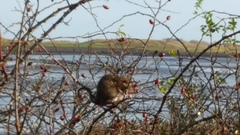 Rattus norvegicus