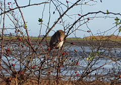 Rattus norvegicus