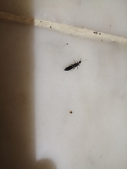 Euborellia annulipes