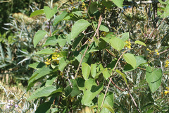 Stigmaphyllon bonariense