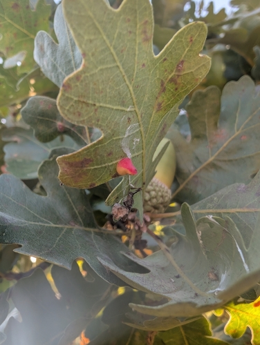 iNaturalist observation photo of Red Cone Gall Wasp