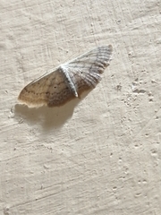 Lepidoptera