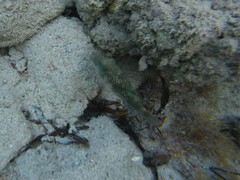Canthigaster margaritata