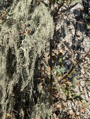 iNaturalist observation photo of lace lichen