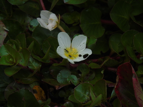 Ludwigia helminthorrhiza, photograph 1
