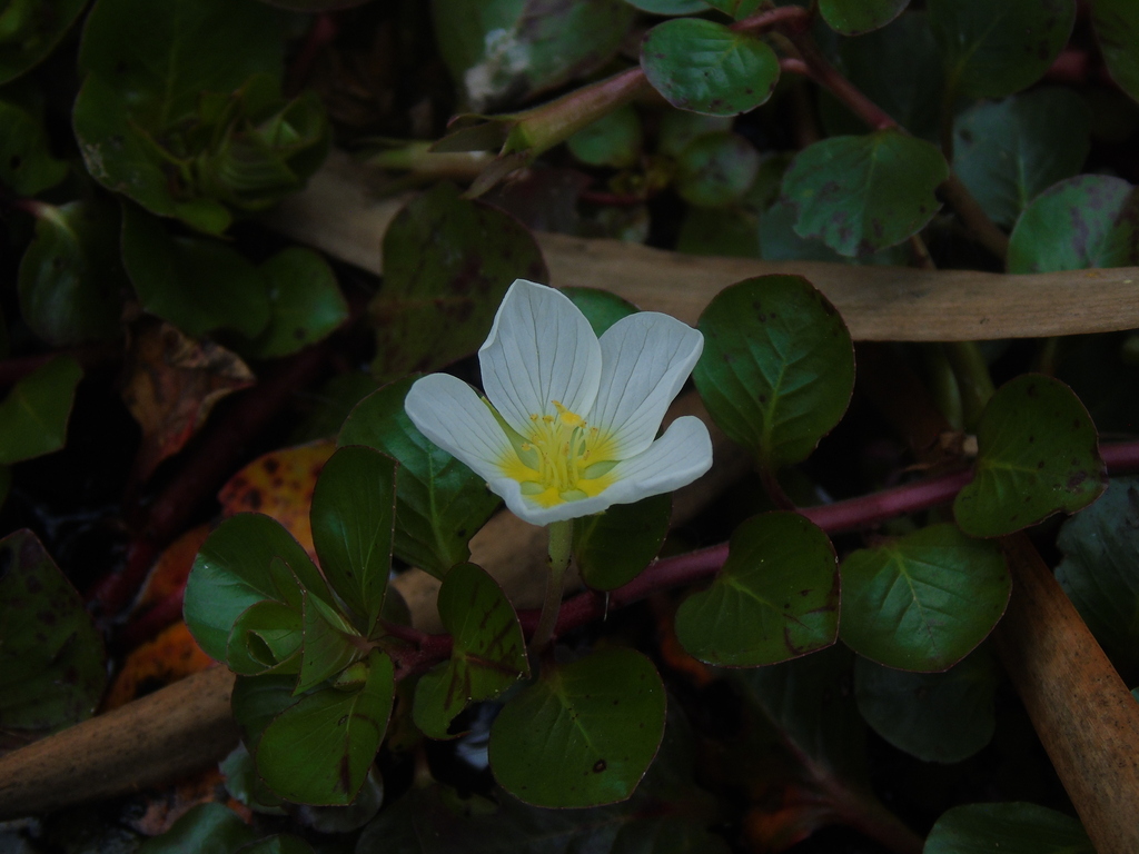 Ludwigia helminthorrhiza; photograph (c) Gabriel Jovêncio Ribeiro, some rights reserved (CC BY)