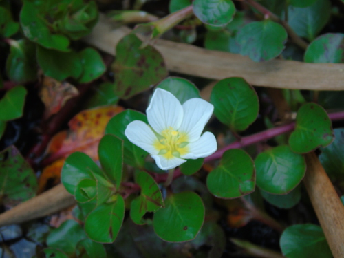 Ludwigia helminthorrhiza, photograph 2