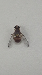 Bactrocera