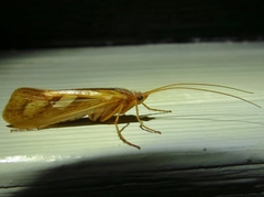 Limnephilus rhombicus