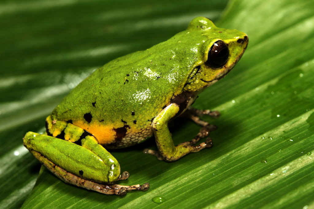 Confusing Green Bush Frog