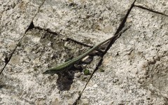 Podarcis muralis nigriventris