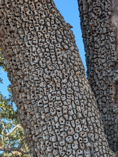 iNaturalist observation photo of Acorn Woodpecker