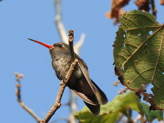 Phaeoptila sordida