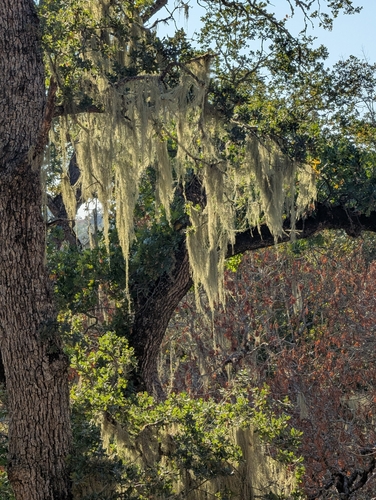 iNaturalist observation photo of lace lichen