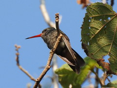 Phaeoptila sordida
