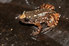 Miniature Night Frog photo 4