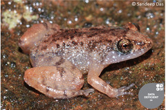 Miniature Night Frog photo 5