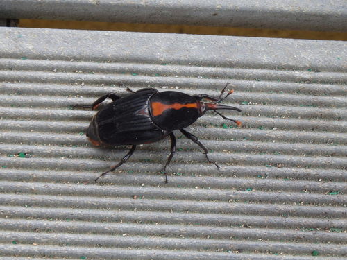 Red Stripe Weevil (Rhynchophorus vulneratus)