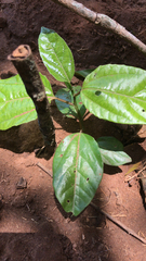 Magnoliopsida