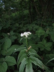 Valeriana excelsa