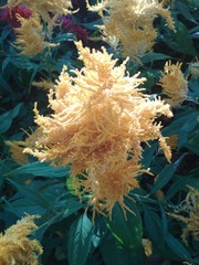 Celosia argentea plumosa