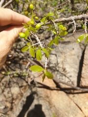 Ochna inermis