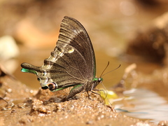 Papilio crino