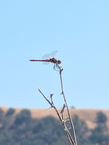 iNaturalist observation photo of Variegated Meadowhawk