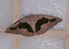 Celenna festivaria
