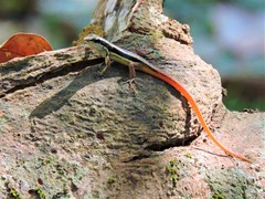 Sphenomorphus dussumieri