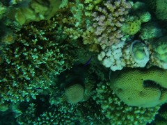 Pseudochromis fridmani