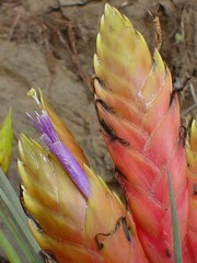 Tillandsia grossispicata