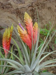 Tillandsia grossispicata