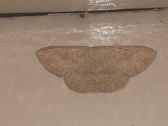 Cosymbiini