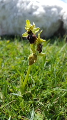 Ophrys sphegodes sphegodes