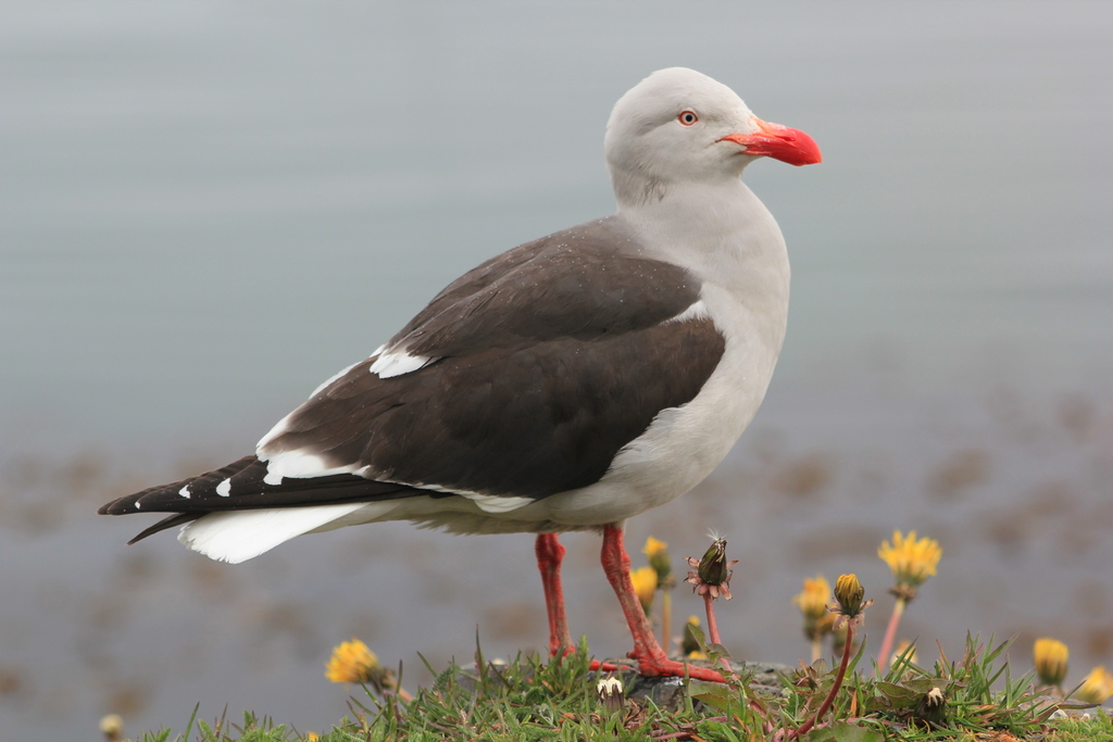 Dolphin Gull photo