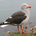 Dolphin Gull - Photo (c) Romi Galeota Lencina, some rights reserved (CC BY), uploaded by Romi Galeota Lencina