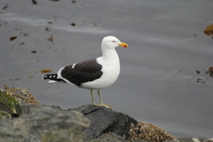 Larus dominicanus